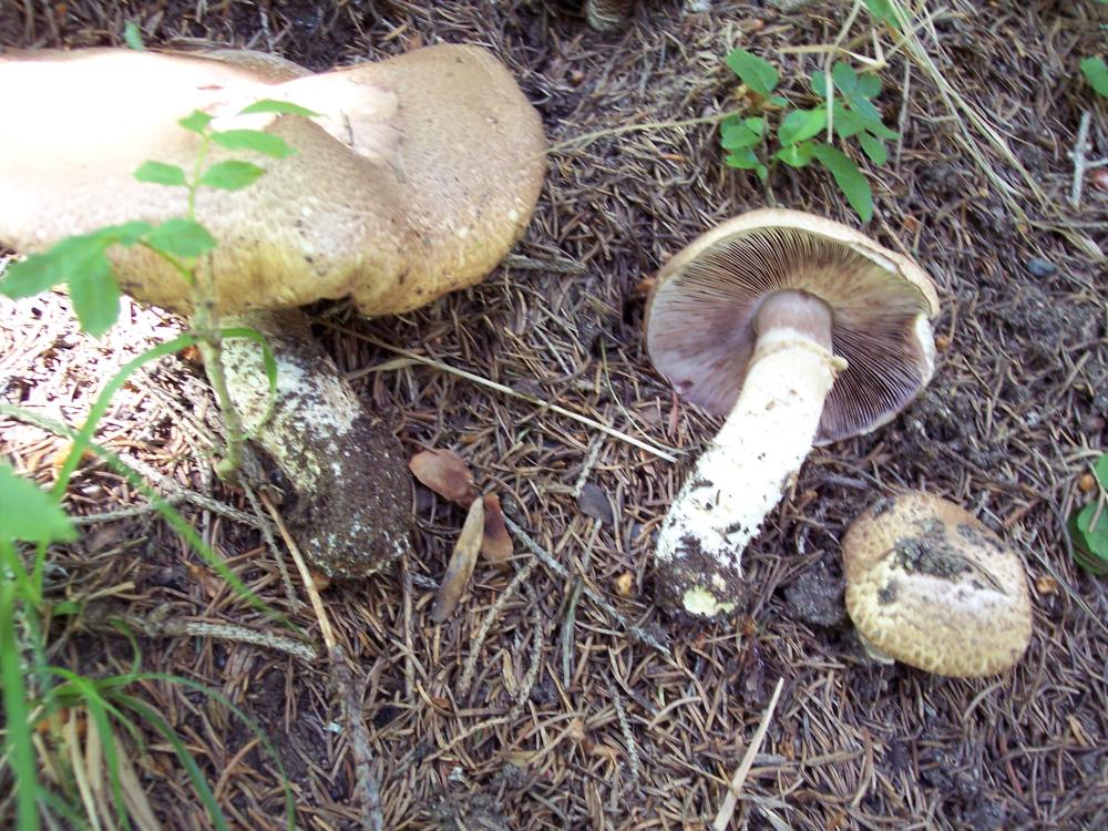 Finalmente funghi in valle (aosta)